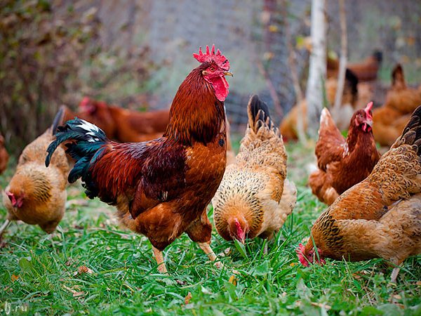 Породы куриц | ЗооТом - продажа, вязка и услуги для животных в Каменске-Уральском