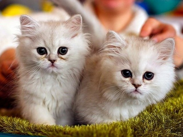 Породы кошек в Каменске-Уральском | ЗооТом портал о животных