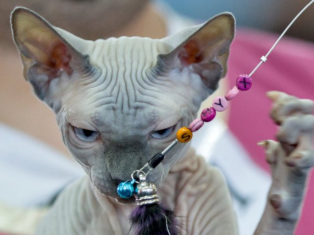 Выставки кошек в Каменске-Уральском | ЗооТом портал о животных