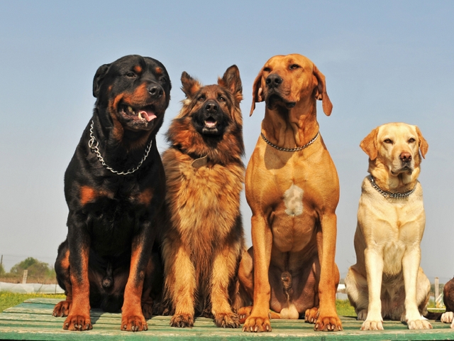 Крупные породы собак в Каменске-Уральском | ЗооТом портал о животных